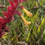 Amasonia campestris flower picture by Denis Bastianelli (cc-by-sa)