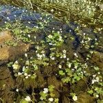 Ranunculus peltatus habit picture by Prieta Javier (cc-by-sa)