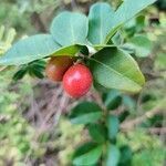 Triphasia trifolia fruit picture by Jonathan Macni (cc-by-sa)