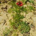 Adonis annua habit picture by Nicolas Lagarrigue (cc-by-sa)