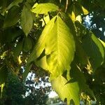 Carya ovata leaf picture by Kenyon Gradert (cc-by-sa)