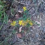 Hypericum perfoliatum habit picture by j B (cc-by-sa)