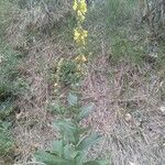 Verbascum phlomoides habit picture by Camchou (cc-by-sa)