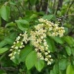 Prunus virginiana flower picture by Nyckeija Ridington (cc-by-sa)
