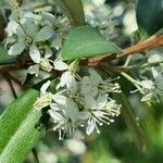 Bursaria spinosa flower picture by Elaine F (cc-by-sa)