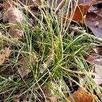 Carex eburnea habit picture by William Coville (cc-by-sa)