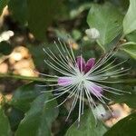 Capparis micracantha flower picture by miftahul khoir (cc-by-sa)