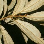 Conostegia xalapensis leaf picture by Nelson Zamora Villalobos (cc-by-nc)