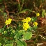 Medicago lupulina habit picture by Catherine Bocquet (cc-by-sa)