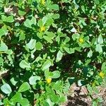 Portulaca oleracea habit picture by Josep Ramon Roca (cc-by-sa)