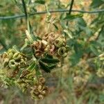 Medicago sativa fruit picture by jack (cc-by-sa)