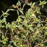 Stylosanthes humilis habit picture by Nelson Zamora Villalobos (cc-by-nc)