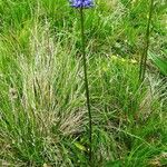 Phyteuma gallicum habit picture by Alain Bigou (cc-by-sa)