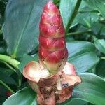 Costus woodsonii fruit picture by Daniel Barthelemy (cc-by-sa)