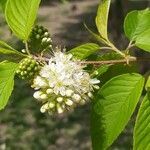 Prunus maackii flower picture by Александра Буракова (cc-by-sa)