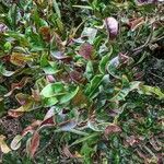 Codiaeum variegatum habit picture by Lemaire Romain (cc-by-sa)