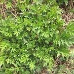 Artemisia verlotiorum habit picture by xavier (cc-by-sa)