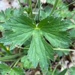 Ranunculus aduncus leaf picture by Francois Mansour (cc-by-sa)
