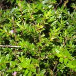 Cuphea calophylla habit picture by Nelson Zamora Villalobos (cc-by-nc)