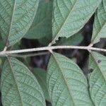 Guarea bullata leaf picture by Nelson Zamora Villalobos (cc-by-nc)