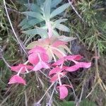 Euphorbia rigida flower picture by Florence Denis (cc-by-sa)