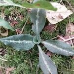 Goodyera oblongifolia leaf picture by jlawrence6809 (cc-by-sa)