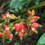 Renealmia concinna fruit picture by Daniel Barthelemy (cc-by-nc)
