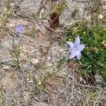 Wahlenbergia capillaris flower picture by Daniel Grixti-Cheng (cc-by-sa)