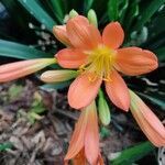 Clivia miniata flower picture by Eduardo Hernández (cc-by-sa)