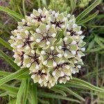Asclepias asperula flower picture by Lane Haden (cc-by-sa)