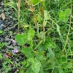 Vigna frutescens habit picture by susan brown (cc-by-sa)