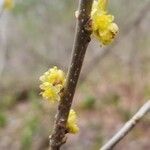 Lindera benzoin flower picture by Vicki Brown (cc-by-sa)