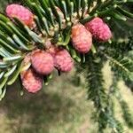 Abies pinsapo fruit picture by izko javier (cc-by-sa)