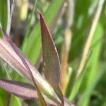 Lathyrus cicera leaf picture by bas yves (cc-by-sa)