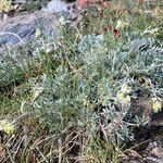 Artemisia glacialis habit picture by Fabien Anthelme (cc-by-sa)