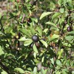 Rhamnus saxatilis fruit picture by Emanuele Santarelli (cc-by-sa)