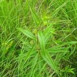 Asclepias hirtella leaf picture by Bingley Joshua (cc-by-sa)