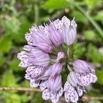 Neotinea tridentata flower picture by Ruprecht Storchschnabel (cc-by-sa)