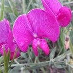 Lathyrus odoratus flower picture by styx (cc-by-sa)