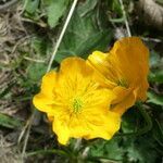 Ranunculus gouanii flower picture by Llandrich anna (cc-by-sa)