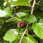 Morus nigra fruit picture by patrizia plant (cc-by-sa)