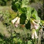 Ribes cereum flower picture by Susan Graham (cc-by-sa)