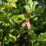 Ribes uva-crispa flower picture by Gaël Covain (cc-by-sa)