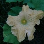 Cucurbita maxima flower picture by Villena Rojas Marcelo (cc-by-sa)