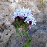 Stevia chamaedrys flower picture by Fabien Anthelme (cc-by-sa)