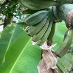Musa basjoo fruit picture by 道草 (cc-by-sa)