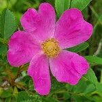 Rosa woodsii flower picture by Buu Wuu (cc-by-sa)