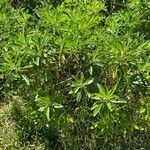 Myoporum crassifolium habit picture by nicoplant (cc-by-sa)