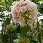 Dombeya pilosa flower picture by dominoel Dominique Grandgeorge (cc-by-sa)