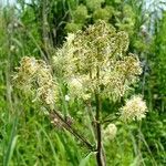 Thalictrum flavum flower picture by Merlijn (cc-by-sa)